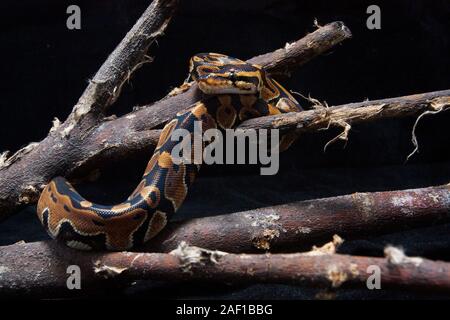 Ball python (Python regius) sur la branche Banque D'Images