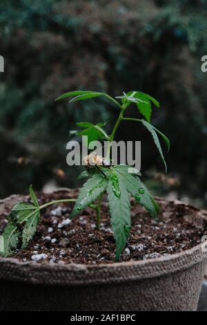 Une abeille sur un plant de cannabis en pot Banque D'Images