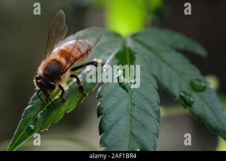 Une eau potable d'abeilles sur une feuille de cannabis Banque D'Images