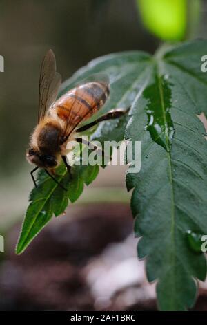 Une abeille sur une feuille de cannabis Banque D'Images