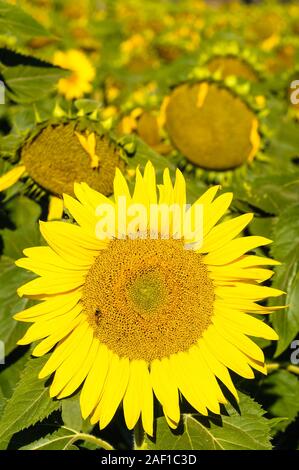 Une tête de tournesol dans un champ de tournesol fait face au soleil du matin tandis qu'une seule abeille recueille le pollen sur les plateaux de la Nouvelle-Angleterre en Australie. Banque D'Images