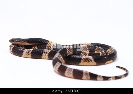 Très venimeux, Malayan krait krait ou bleu (Bungarus candidus) isolé sur fond blanc Banque D'Images