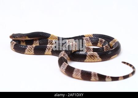 Très venimeux, Malayan krait krait ou bleu (Bungarus candidus) isolé sur fond blanc Banque D'Images