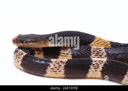 Très venimeux, Malayan krait krait ou bleu (Bungarus candidus) isolé sur fond blanc Banque D'Images