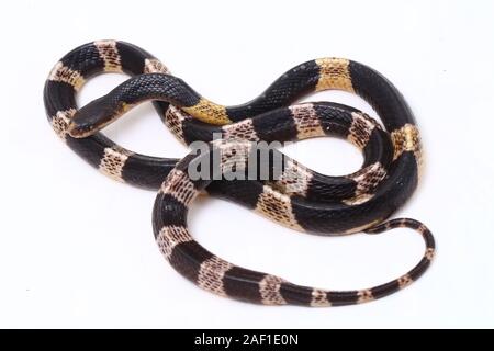 Très venimeux, Malayan krait krait ou bleu (Bungarus candidus) isolé sur fond blanc Banque D'Images