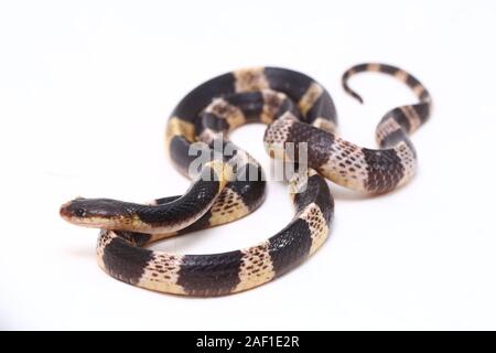 Très venimeux, Malayan krait krait ou bleu (Bungarus candidus) isolé sur fond blanc Banque D'Images