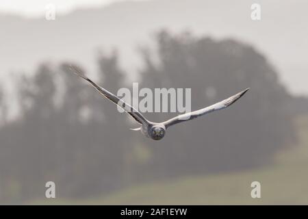 Un mâle busard Saint-Martin (Circus hudsonius) Chasse en volant bas au-dessus des champs, l'analyse du sol. Celle-ci a ses ailes en dièdre, ou un V-forme abov Banque D'Images