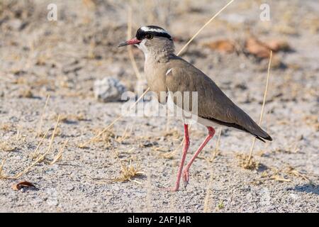 Vanneau couronné, Vanellus coronatus, sur le terrain, Etosha National Park, Namibie Banque D'Images