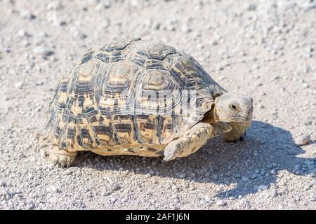 Tortue Stigmochelys pardalis, Leopard, sur un gravek road, Etosha National Park, Namibie Banque D'Images