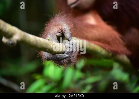 Close up de la main d'orangs-outans (Pongo pygmaeus) Parc national de Tanjung Puting, centre de Kalimantan, Bornéo, Indonésie. Banque D'Images