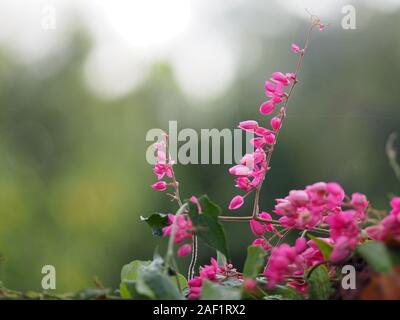 Petite fleur rose ivy Nom scientifique Antigonon leptopus Hook, disposés dans de magnifiques bouquets sur fond flou de la nature Banque D'Images