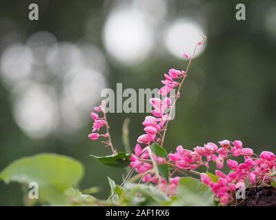 Petite fleur rose ivy Nom scientifique Antigonon leptopus Hook, disposés dans de magnifiques bouquets sur fond flou de la nature Banque D'Images