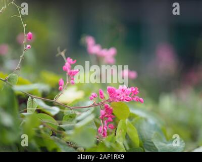 Petite fleur rose ivy Nom scientifique Antigonon leptopus Hook, disposés dans de magnifiques bouquets sur fond flou de la nature Banque D'Images