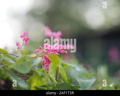 Petite fleur rose ivy Nom scientifique Antigonon leptopus Hook, disposés dans de magnifiques bouquets sur fond flou de la nature Banque D'Images