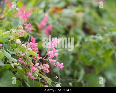 Petite fleur rose ivy Nom scientifique Antigonon leptopus Hook, disposés dans de magnifiques bouquets sur fond flou de la nature Banque D'Images