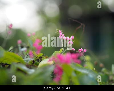 Petite fleur rose ivy Nom scientifique Antigonon leptopus Hook, disposés dans de magnifiques bouquets sur fond flou de la nature Banque D'Images