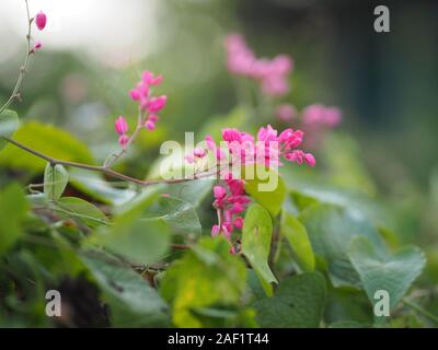 Petite fleur rose ivy Nom scientifique Antigonon leptopus Hook, disposés dans de magnifiques bouquets sur fond flou de la nature Banque D'Images