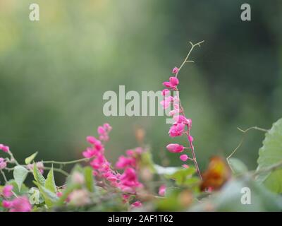 Petite fleur rose ivy Nom scientifique Antigonon leptopus Hook, disposés dans de magnifiques bouquets sur fond flou de la nature Banque D'Images