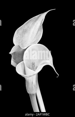 Paire monochrome de calla fleurs, fond noir,fine art macro nature morte,deux,peinture texturée fleurit vintage style Banque D'Images