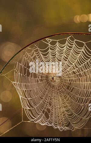 Vue sur spider web Banque D'Images