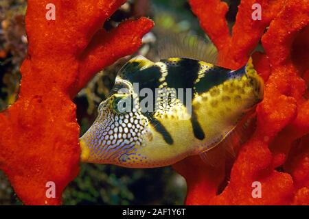 Black-sellé Leatherjacket, Blacksaddle (Balistes Canthigaster amboinensis), dormir, tenant sur une éponge, Ari Atoll, Maldives Banque D'Images