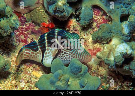 Black-sellé Leatherjacket, Balistes, noir-Blacksaddle Sella (toby Canthigaster amboinensis), dormir, Ari Atoll, Maldives Banque D'Images