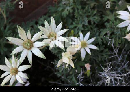 Fleurs blanches de Actinotus helianthi appelé 'fleur' flanelle fleurir dans le parterre de l'hiver Banque D'Images