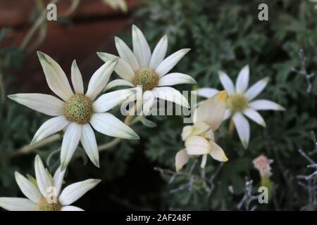 Fleurs blanches de Actinotus helianthi appelé 'fleur' flanelle fleurir dans le parterre de l'hiver Banque D'Images