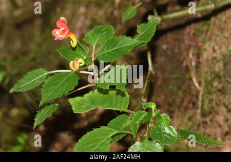 Fleur de Kilimandjaro Impatiens (Impatiens Kilimandjari) qui pousse sur le sol forestier sur les pentes inférieures de Kilimandjaro. Cette plante est endémique au m Banque D'Images