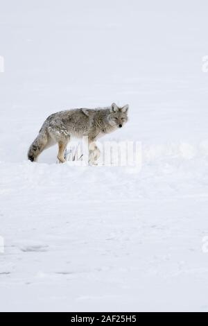 ( Kojote / Coyote Canis latrans ) en hiver, avec la neige sur sa fourrure, s'éloignent d'un peu d'eau couvertes de glace, en regardant vers le photographe Banque D'Images