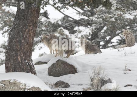 / Kojote Coyote Canis latrans ( ), pack, quatre adultes, en hiver, la neige haute, se reposant sous un arbre, debout et assis, regardant attentif, chasse, Y Banque D'Images