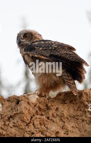 Grand hibou / Europaeische Uhu ( Bubo bubo ), les jeunes, à part entière, perché sur le bord d'une pente d'un bac à sable, au crépuscule, de la faune, de l'Europe. Banque D'Images