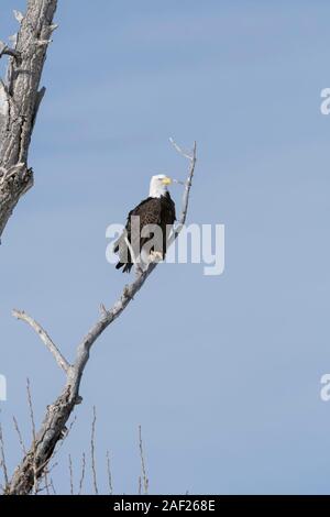 Pygargue à tête blanche / Weisskopfseeadler ( Haliaeetus leucocephalus ), perché dans un arbre, cottonwood, shot détaillée Yellowstone valley, Montana, USA. Banque D'Images