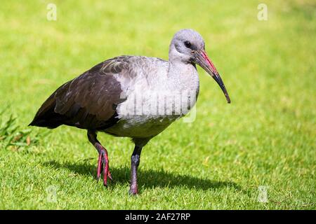Close up of a Hadeda Ibis hagedash (Bostrychia) marche sur un pré, l'Afrique du Sud Banque D'Images