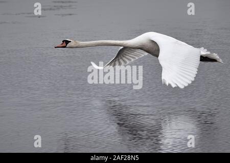 Un bouton mute swan (Cygnus olor) volant bas au-dessus du lac Federsee à Aulendorf, Allemagne Banque D'Images