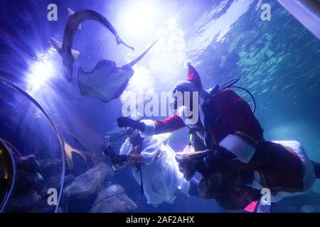 Berlin, Allemagne. Dec 12, 2019. Les résidents de Sea Life Berlin sont données traite par le Père Noël et un ange de Noël au cours de la plongée. Credit : Jörg Carstensen/dpa/Alamy Live News Banque D'Images