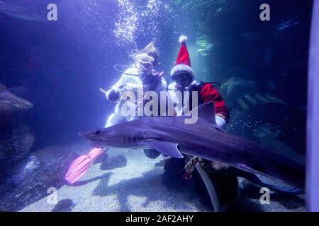 Berlin, Allemagne. Dec 12, 2019. Les habitants de Sea Life Berlin, ici un requin, sont donnés les traite par le père Noël pendant les vacances de Noël en plongée. Credit : Jörg Carstensen/dpa/Alamy Live News Banque D'Images