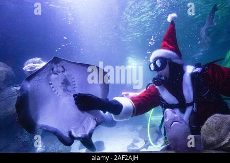 Berlin, Allemagne. Dec 12, 2019. Les habitants de Sea Life Berlin, ici un rayon, sont donnés les traite par le père Noël pendant les vacances de Noël en plongée. Credit : Jörg Carstensen/dpa/Alamy Live News Banque D'Images