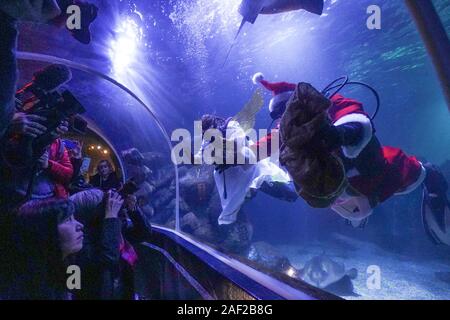 Berlin, Allemagne. Dec 12, 2019. Les résidents de Sea Life Berlin sont données traite par le Père Noël et un ange de Noël au cours de la plongée. Credit : Jörg Carstensen/dpa/Alamy Live News Banque D'Images