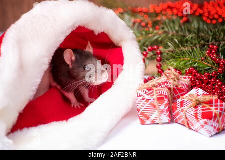 Un peu gris rat est assis dans un chapeau de Père Noël à côté des boîtes à cadeaux. Nouveau concept de l'année. Année du Rat 2020.Un peu fluffy rat se trouve dans une ambiance festive g Banque D'Images