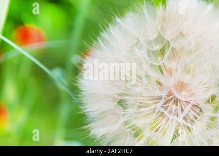 Gros plan sur pissenlit abstract green, tranquille texture background Banque D'Images