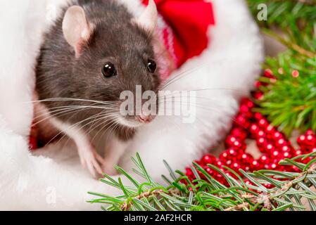 Close up of rat mignon regarde par red christmas hat. Rat est symbole 2020 Nouvelle Année. Rat mignon est assis dans un chapeau de Noël à côté de cadeaux et nouvelle année Banque D'Images