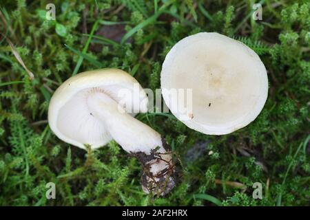 Lactarius aspideoides, communément connue sous le nom d'un jaune vif ou milkcap milkcap de saule, champignon comestible de la Finlande Banque D'Images