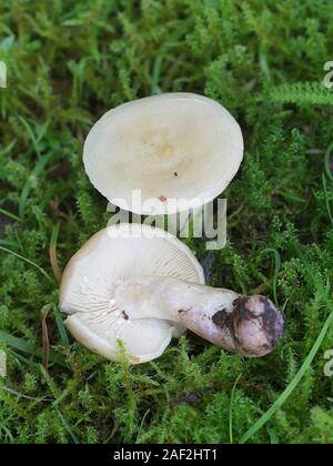 Lactarius aspideoides, communément connue sous le nom d'un jaune vif ou milkcap milkcap de saule, champignon comestible de la Finlande Banque D'Images