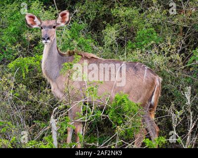 Gros plan d'une antilope Kudu en alerte permanente parmi les buissons. Banque D'Images
