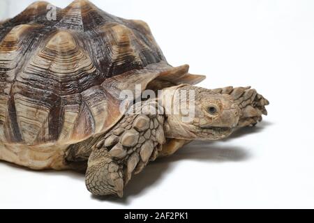 Tortue sillonnée également savoir que l'Afrique Tortue cuisse - Geochelone sulcata isolé sur fond blanc Banque D'Images