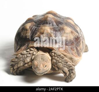 Tortue sillonnée également savoir que l'Afrique Tortue cuisse - Geochelone sulcata isolé sur fond blanc Banque D'Images