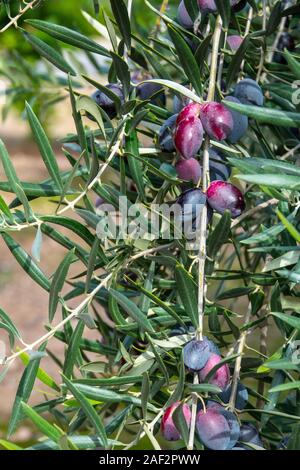 Olives espagnol rouge et noir sur l'arbre, accroché dans une oliveraie avant d'être récoltés. Banque D'Images