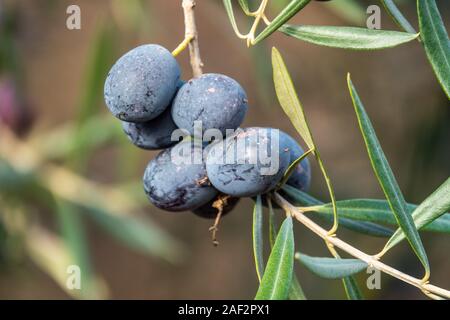 Black olives espagnoles sur l'arbre, accroché dans une oliveraie avant d'être récoltés. Banque D'Images