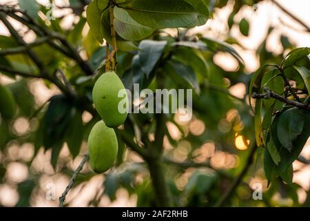 Mangues vertes sur l'arbre. Les manguiers dans un domaine en pleine croissance en Asie. Plantation de fruits Mangues. De délicieux fruits sont riches en vitamines. Banque D'Images